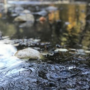 Meet your Posher, Sofia